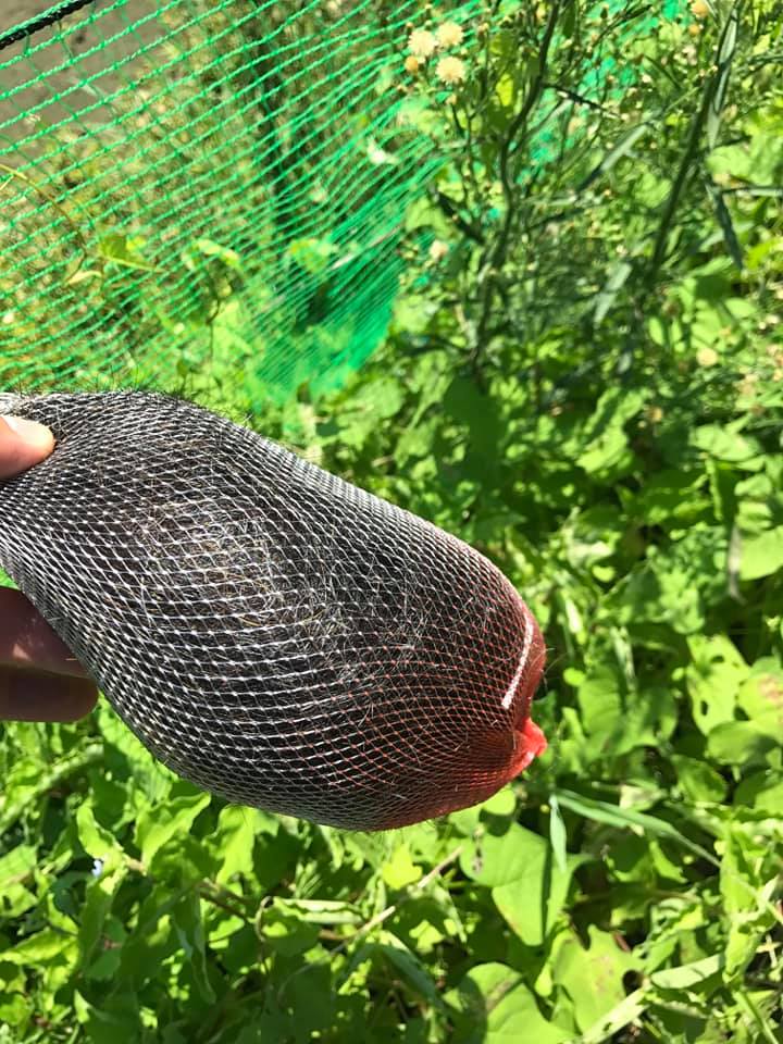 イノシシ対策 毛髪1