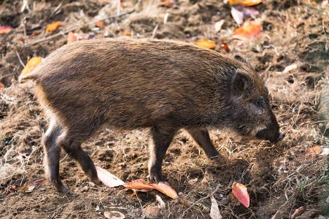 農家ハンター　イノシシさん