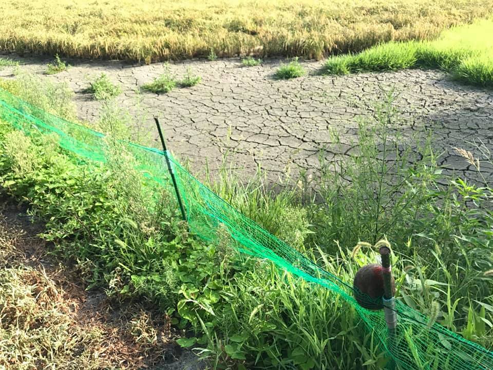 イノシシ対策 毛髪3