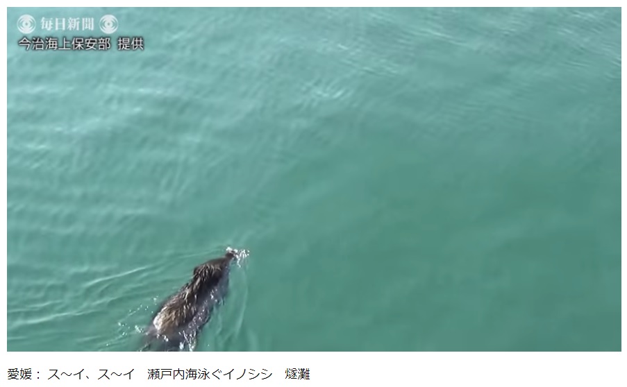 泳ぐイノシシ