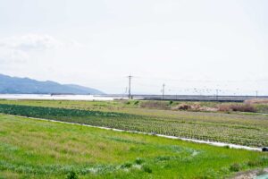 ブロッコリー畑の奥にはカモさんたちが。